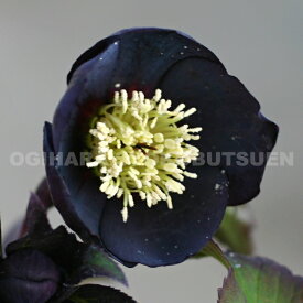 クリスマスローズ　黒系　（実生小苗）