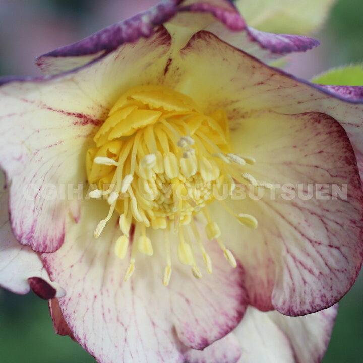 楽天市場 クリスマスローズ ゴールドピコティ ネオン 大苗 おぎはら植物園