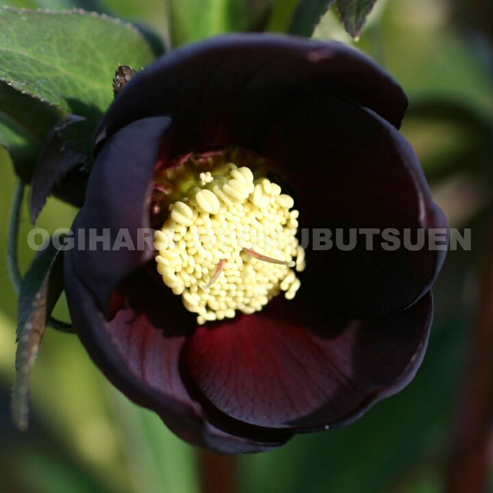 楽天市場 クリスマスローズ 黒系 シングル 大苗 おぎはら植物園 楽天市場 クリスマスローズ 黒系 シングル 大苗 おぎはら植物園