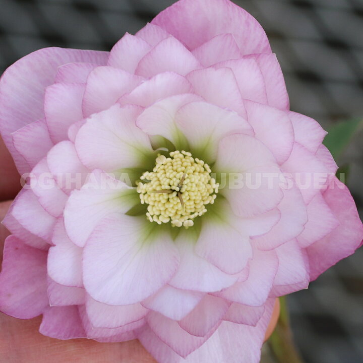 楽天市場 クリスマスローズ ピンクダブル 大苗 おぎはら植物園