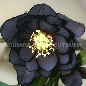 �N���X�}�X���[�Y�@�u���b�N�_�u���n�@�i�������c�j