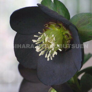 �N���X�}�X���[�Y�@�e�u���b�N�p�[���f�i�����N�������c�j