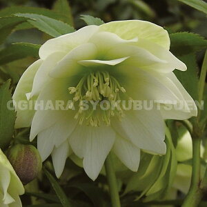 NX}X[Y@ev`h[EijfiNcj