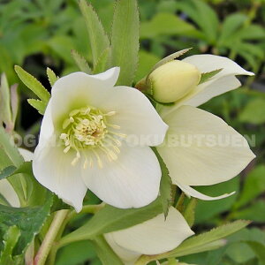 NX}X[Y@ev`h[ExijfiNcj