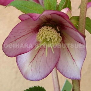 NX}X[Yev`h[EہiނjfiNcj