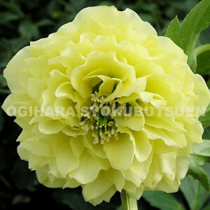 �N���X�}�X���[�Y �e���[�� �v���}�h���X�f�i�����N�������c�j