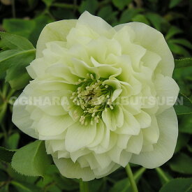 クリスマスローズ ‘ホワイト プリマドレス’（メリクロン小苗）