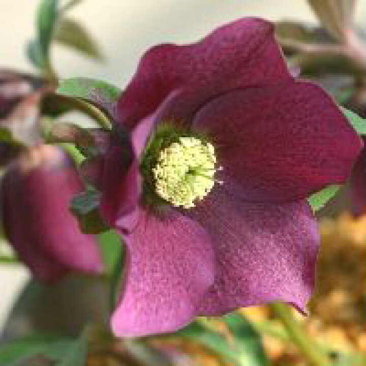 楽天市場 クリスマスローズ 赤系 実生小苗 おぎはら植物園