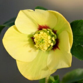 楽天市場 クリスマスローズ イエローフラッシュ系 シングル 大苗 おぎはら植物園