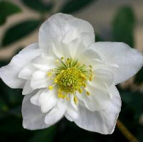 楽天市場 クリスマスローズ ニゲル ニガー ダブルファンタジー おぎはら植物園