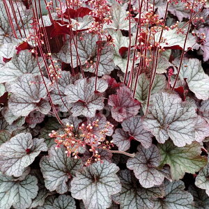 c{TSiq[Pjem[UGNX|[W[ Vo[f