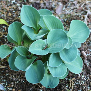 M{EVizX^jeu[ }EX C[f