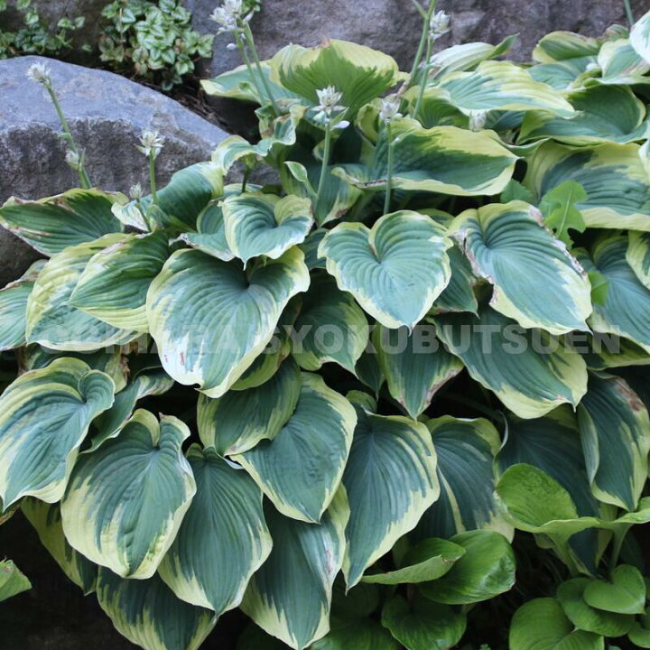 楽天市場 ギボウシ ホスタ アース エンジェル おぎはら植物園