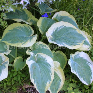 M{EVizX^jem[U GNX|[W[f