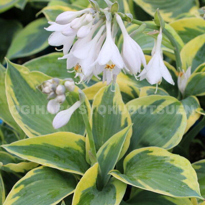 楽天市場 ギボウシ ホスタ トゥーテイ メイ おぎはら植物園