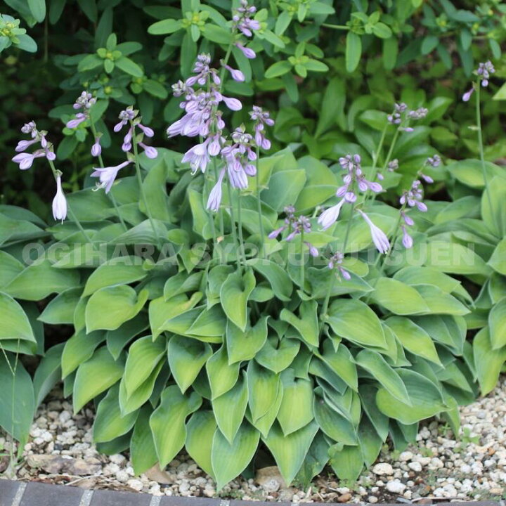 楽天市場 ギボウシ ホスタ 姫トクダマ おぎはら植物園