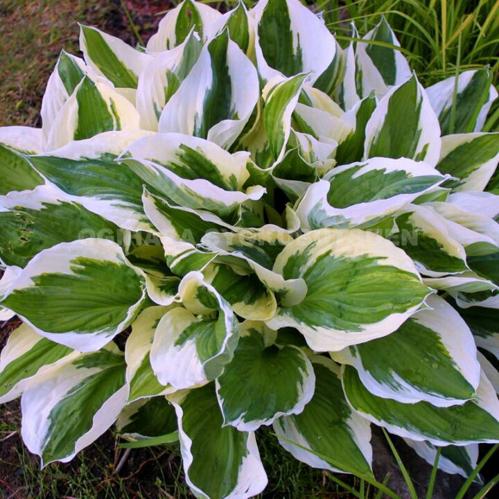 楽天市場 ギボウシ ホスタ パトリオット おぎはら植物園 楽天市場 ギボウシ ホスタ パトリオット おぎはら植物園