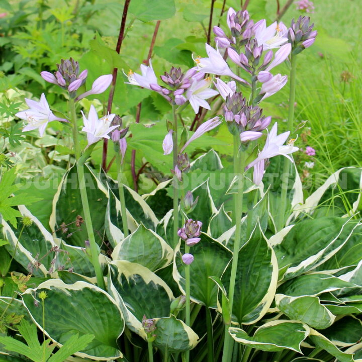 楽天市場 ギボウシ ホスタ パトリオット おぎはら植物園 楽天市場 ギボウシ ホスタ パトリオット おぎはら植物園