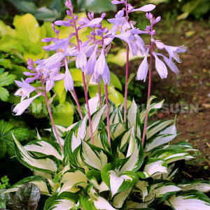 M{EVizX^jet@C[ Ah ACXf