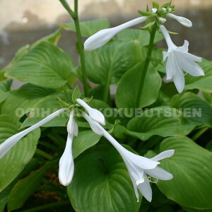 ギボウシ(ホスタ) 丸葉タマノカンザシ