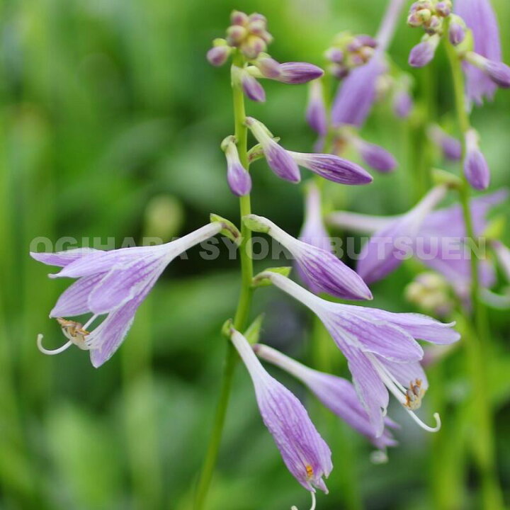 楽天市場 ギボウシ ホスタ カビタン おぎはら植物園