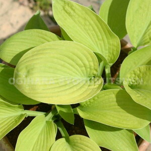 ギボウシ(ホスタ)‘オーガスト ムーン’