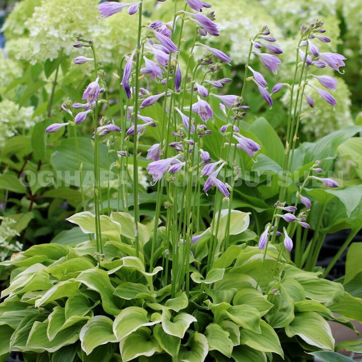 楽天市場 ギボウシ ホスタ ゴールデン ティアラ おぎはら植物園