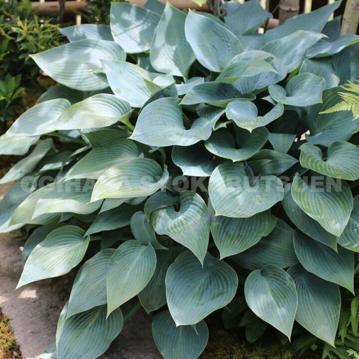 楽天市場 ギボウシ ホスタ ハルション おぎはら植物園