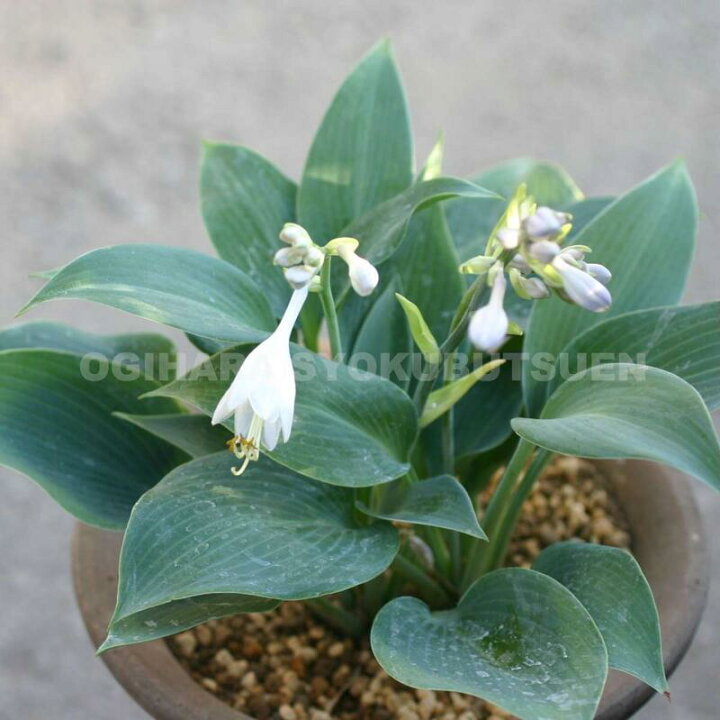 楽天市場 ギボウシ ホスタ ハルション おぎはら植物園