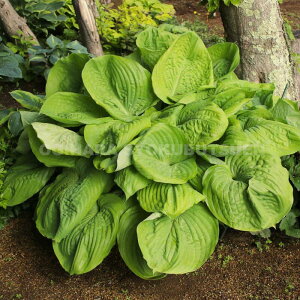 M{EVizX^jeT Ah TuX^Xf