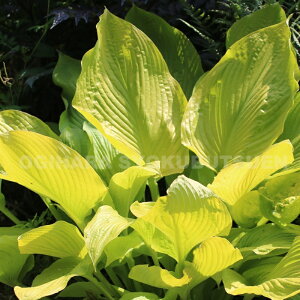 ギボウシ(ホスタ)‘ピエモンテ ゴールド’