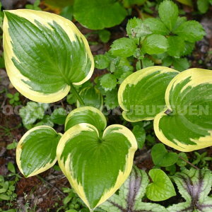 M{EVizX^jeNC[ WZtB[kf