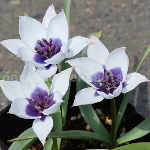 y̔z n`[bv eu[ ACfiAo JGA IL^jy2z