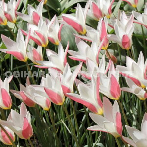 y̔zn`[bv efB WF[fy5z