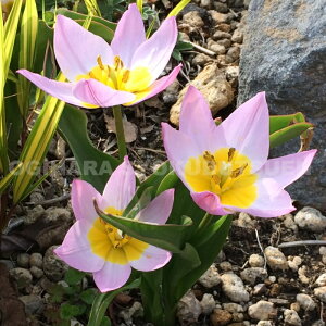 y̔zn`[bv eCbN _[fy5z