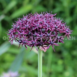 y̔zAE@Agp[vEy3ziAgvvEj