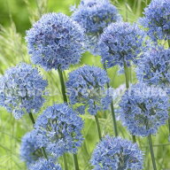 【球根販売】アリウム　カエルレウム【6球入り】