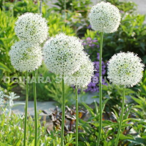 y̔zAE e}Eg GxXgfy1z