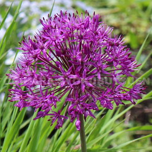 y̔zAE ep[v ZZ[Vfy2z