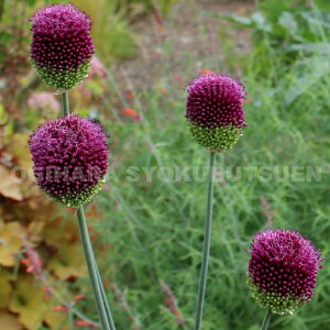 y̔zAE@OiAE@Xt@Zt@jy8z