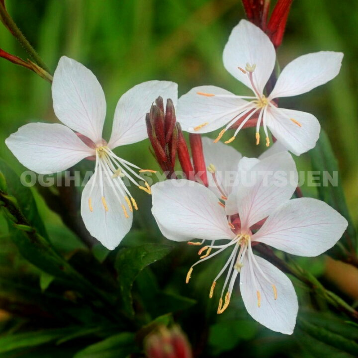 楽天市場 コンパクトガウラ 白蝶草 ベインズフェアリー おぎはら植物園