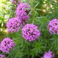 フォプシススティローサ