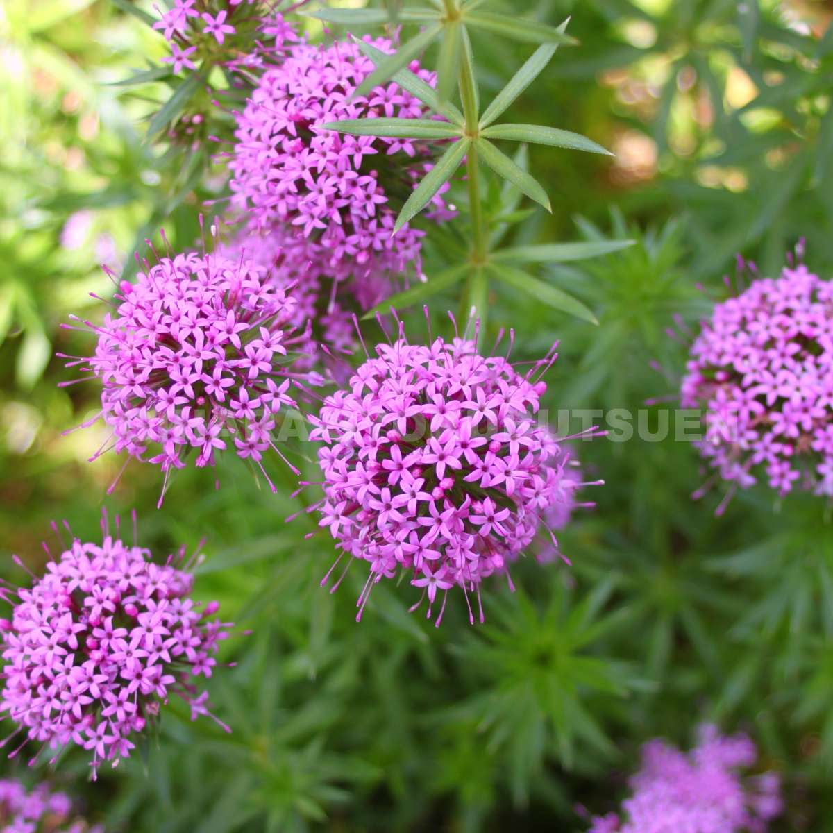 フォプシススティローサ