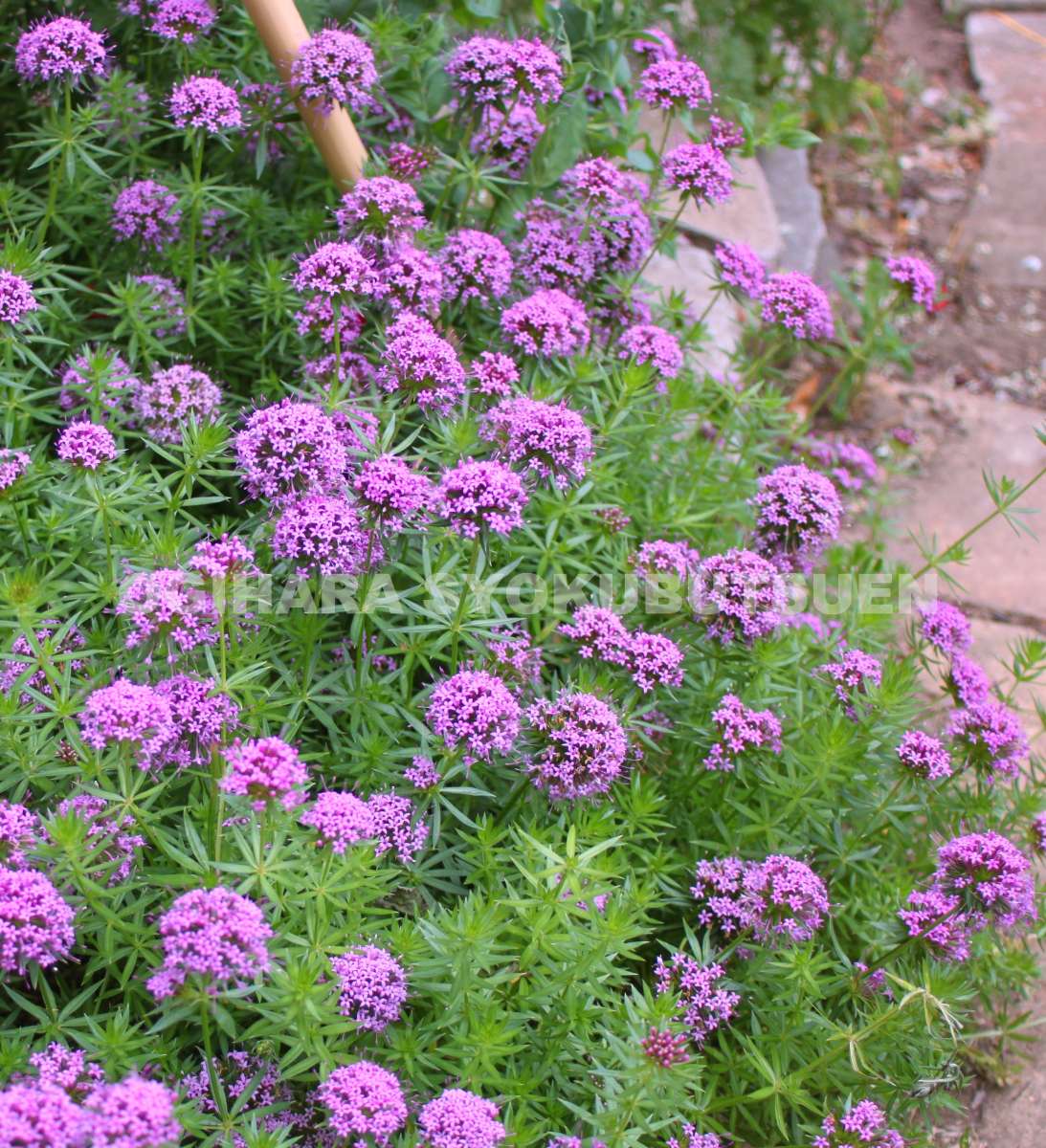 フォプシススティローサ