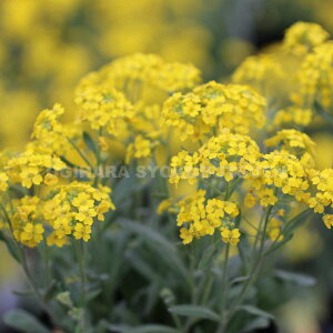 ԃAbT eT~bgfiAbT@TLTeBj