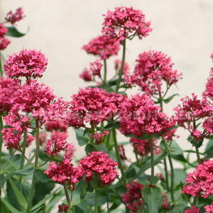 xjJmR\EiZgTXj eRbLlEXf