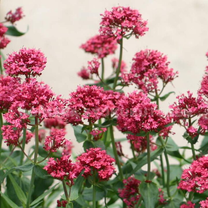 楽天市場 ベニカノコソウ セントランサス コッキネウス おぎはら植物園