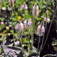 プランタゴメディア