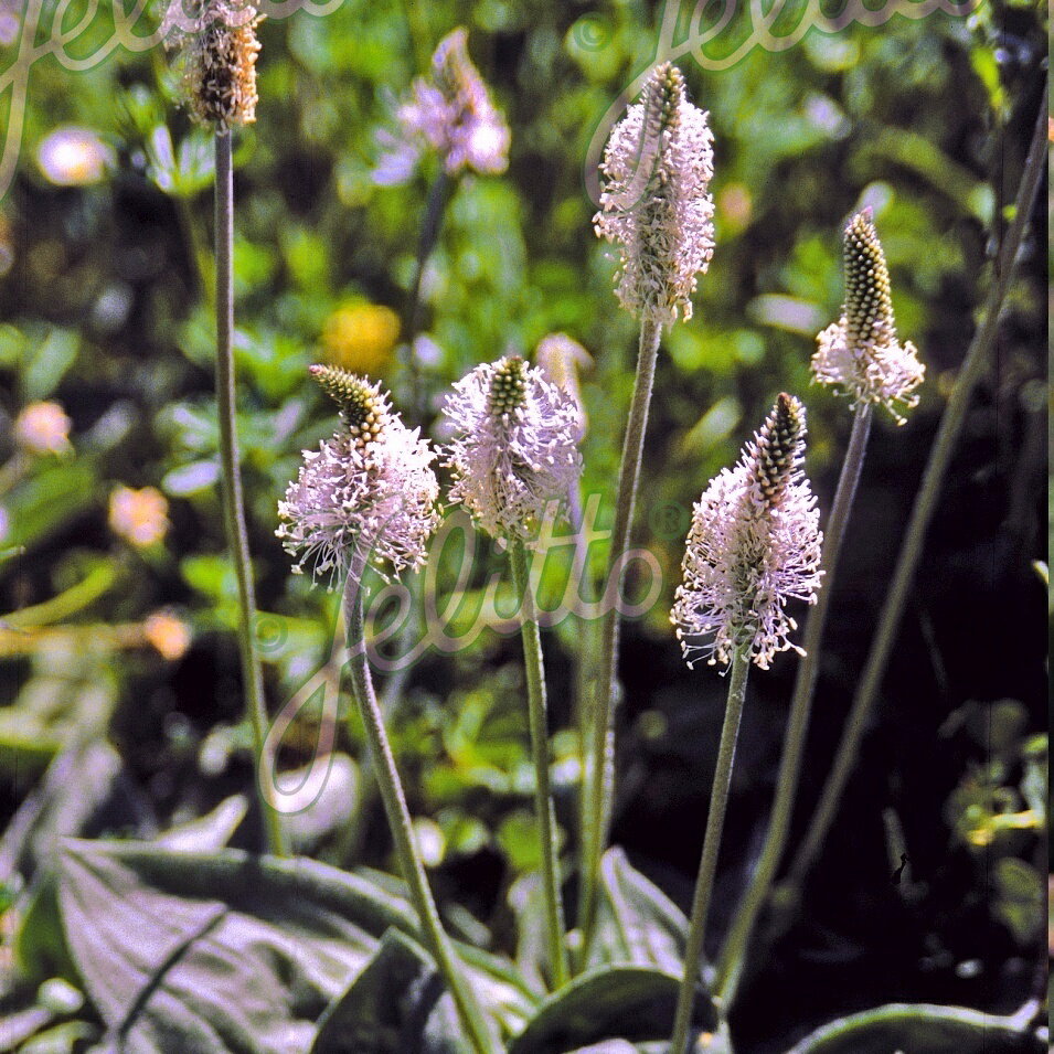 プランタゴメディア