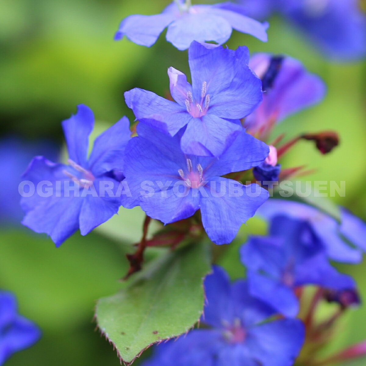 ルリマツリモドキ